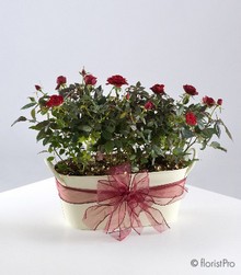 planted, mini rose, tub, gift, www.thegravesendflorist.co.uk