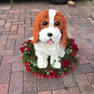 Dog, King Charles, spaniel, sitting, 3D, tribute, wreath, frame, flowers, florist, floral, funeral, sympathy, Gravesend, kent, london