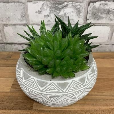 Succulent planter