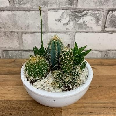 Cactus dish