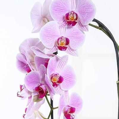 Orchid