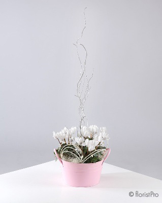 Cyclamen Dream