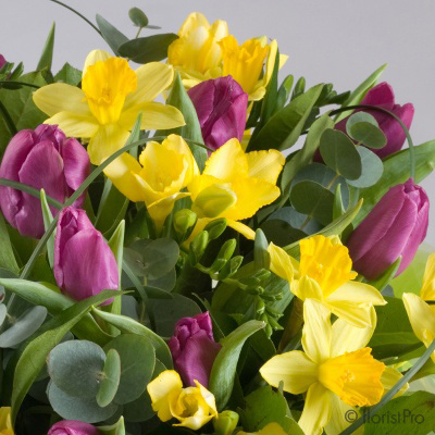 tulip, freesia, spring, handtie, bouquet, www.thegravesendflorist.co.uk