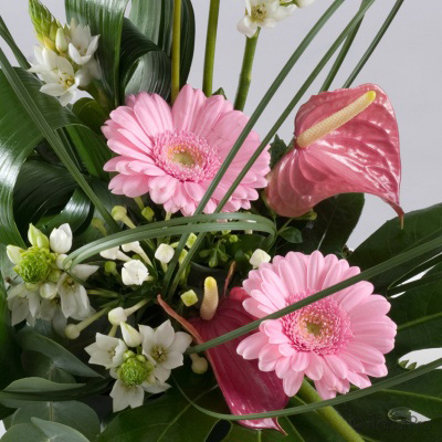 pink modern anthurium gerbera arrangement www.thegravesendflorist.co.uk