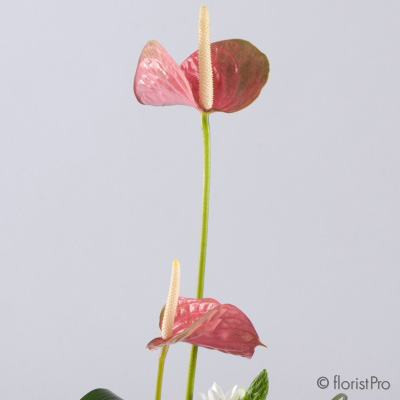 pink modern anthurium gerbera arrangement www.thegravesendflorist.co.uk