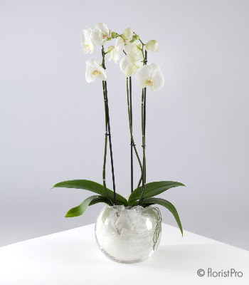 Phalaenopsis Orchid gift www.thegravesendflorist.co.uk