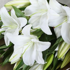 Just lilies