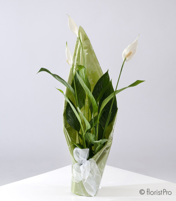 peace lily, plant, gift, www.thegravesendflorist.co.uk