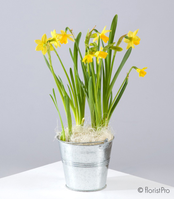 Daffodil bulb plant gift www.the gravesendflorist.co.uk