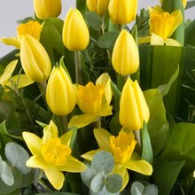 tulip, daffodil, yellow, handtie, bouquet, gift, www.thegravesendflorist.co.uk