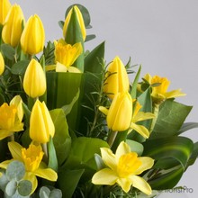 tulip, daffodil, yellow, handtie, bouquet, gift, www.thegravesendflorist.co.uk