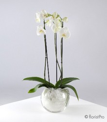 Phalaenopsis Orchid gift www.thegravesendflorist.co.uk