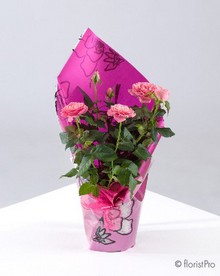 mini rose plant gift www.thegravesendflorist.co.uk
