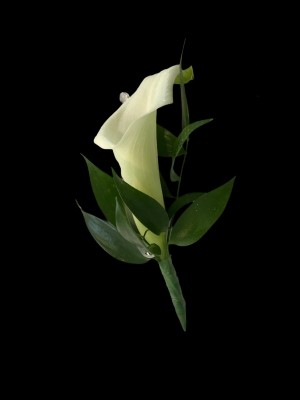 Calla, lily, buttonhole, button, hole, groom, best man, dad, usher, wedding, flowers, Northfleet, Gravesend, Kent, London, Medway, essex