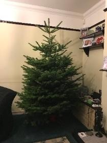 Christmas, tree, delivered, free delivery, non drop, spruce, gravesend, northfleet