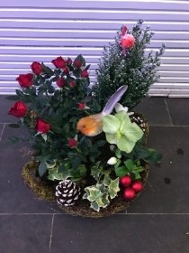 Festive planter