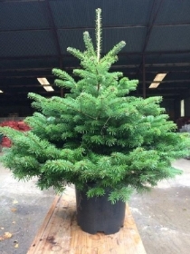 Potted Nordic spruce tree