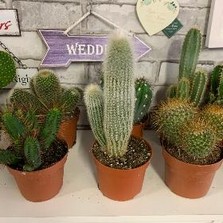 XL cactus