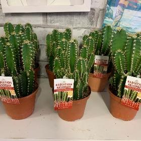 XL cactus