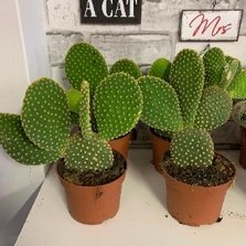 XL cactus