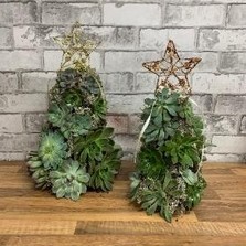 Succulent, Christmas, tree, alternative, living, festive, arrangement, decoration, gift, gravesend, northfleet, kent, london, delivery