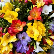 Freesia, scented, coffin, spray, Funeral, sympathy, wreath, tribute, flowers, florist, gravesend, Northfleet, Kent, London, Essex 